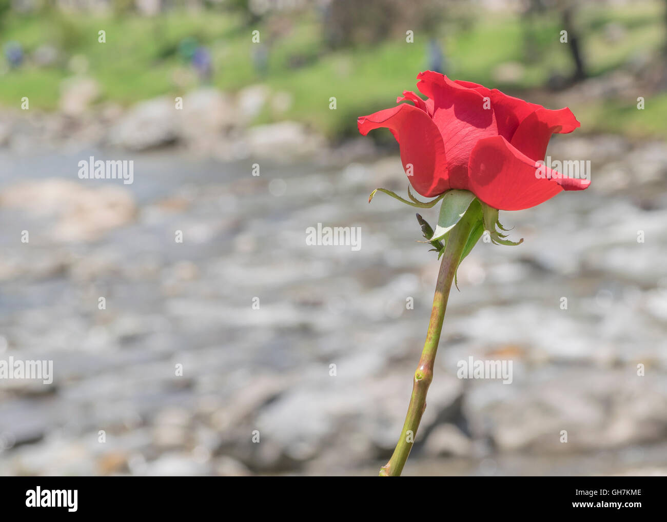 Romantic or poetic conceptual photography of red rose against blurred river background Stock Photo