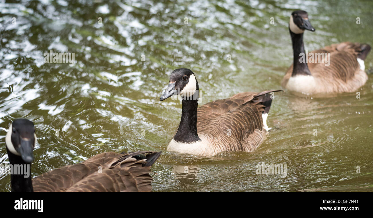 Canada Geese swim into view along the Ottawa River. Stock Photo