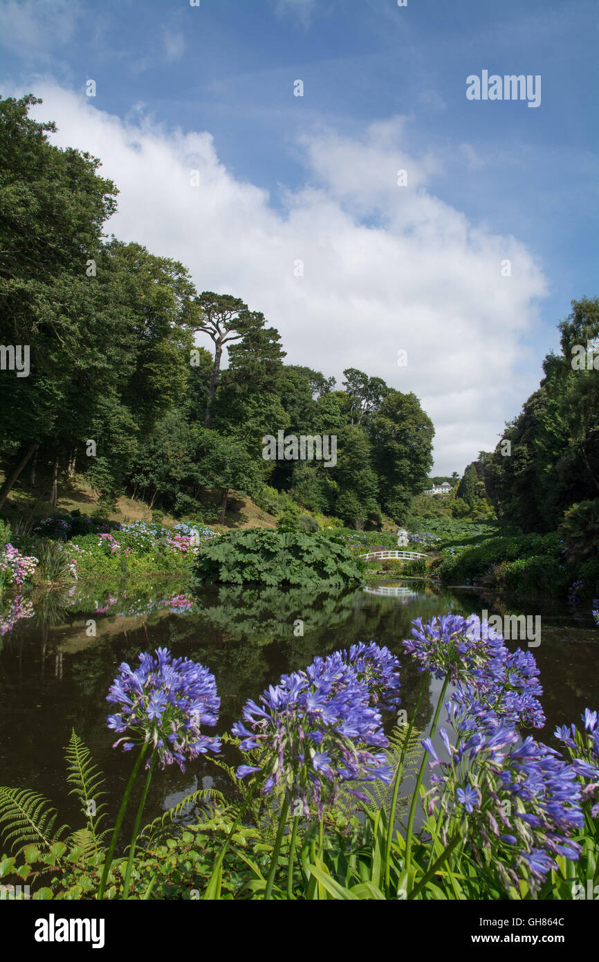 Mawnan Smith, Cornwall, UK. 9th August 2016. UK Weather. Agapanthus in