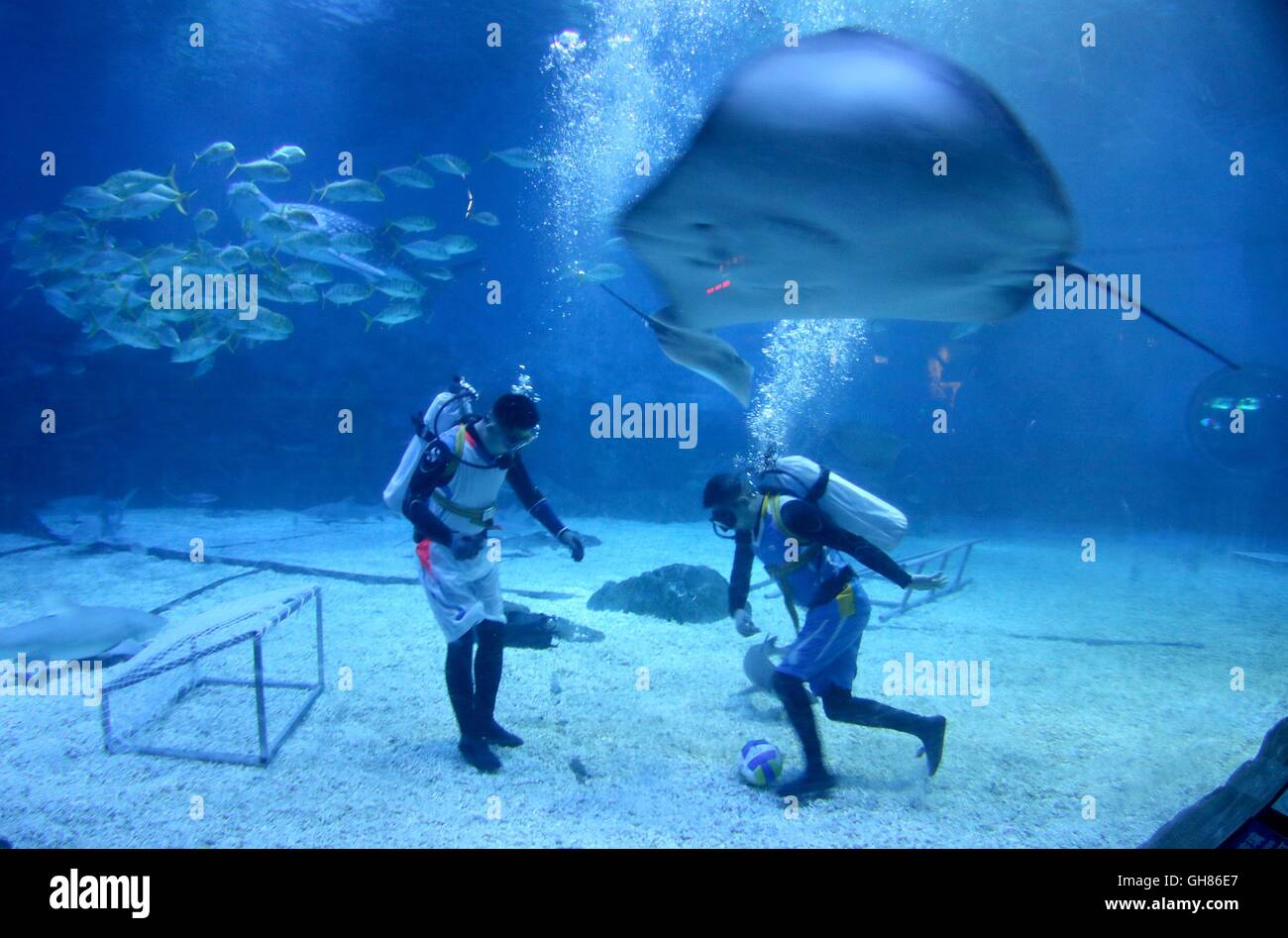 Yantai, China's Shandong Province. 9th Aug, 2016. Two divers play football underwater in the aquarium with sharks in Haichang Whale Shark Ocean Park in Yantai, east China's Shandong Province, Aug. 9, 2016. The ocean park held an 'underwater Olympics' to attract visitors on Tuesday. Credit:  Tang Ke/Xinhua/Alamy Live News Stock Photo