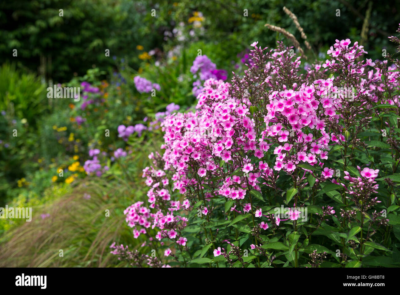 Beautiful pink garden Phlox (phlox paniculata) in a summer flower border. Stock Photo