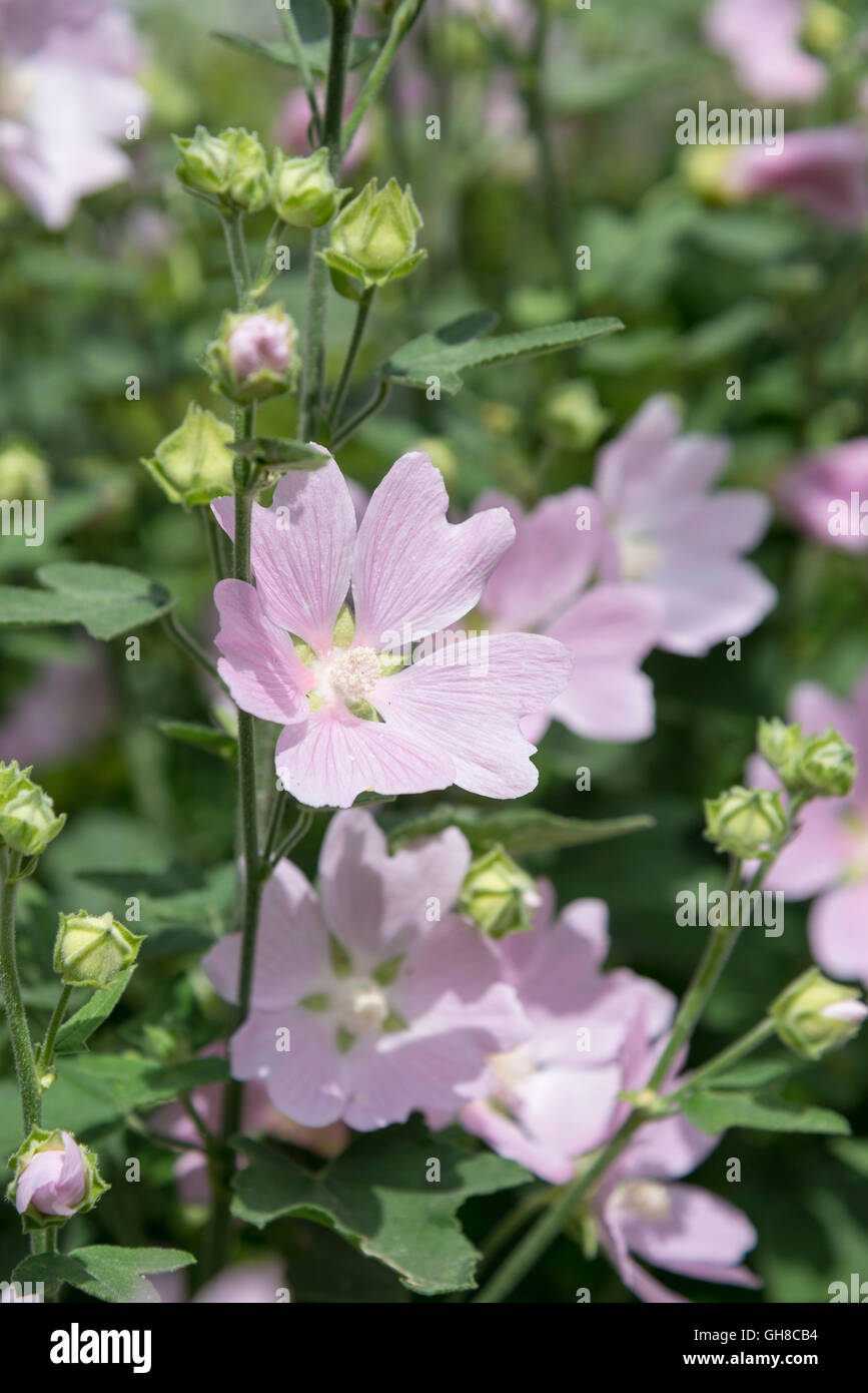 Pale pink shrubby Lavatera (tree mallow) in summer sunshine. Stock Photo