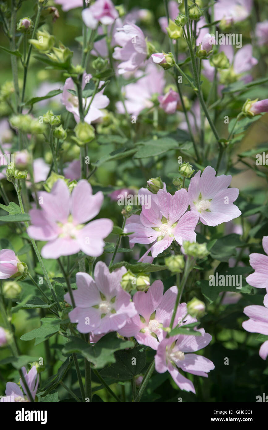 Pale pink shrubby Lavatera (tree mallow) in summer sunshine. Stock Photo