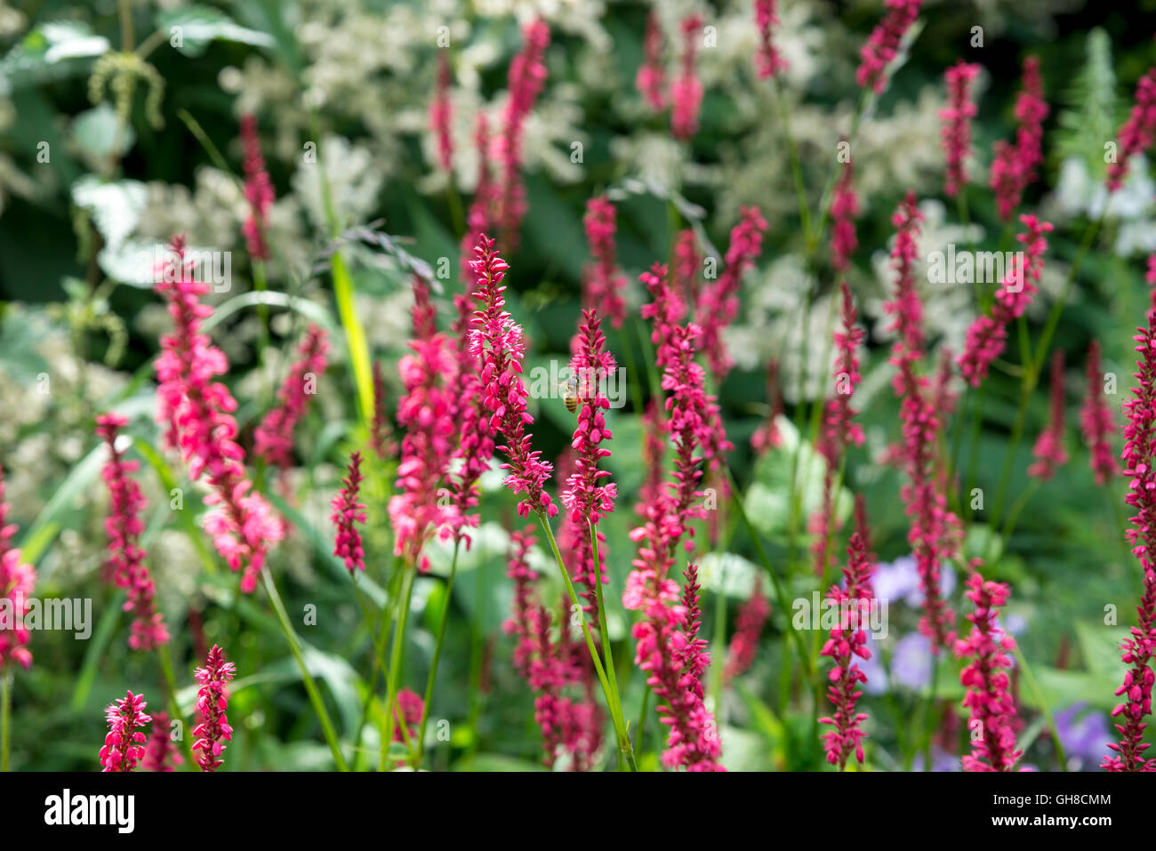 Persicaria amplexicaulis 'atrosanguinea' also known as red Bistort, flowering in a summer flower border. Stock Photo