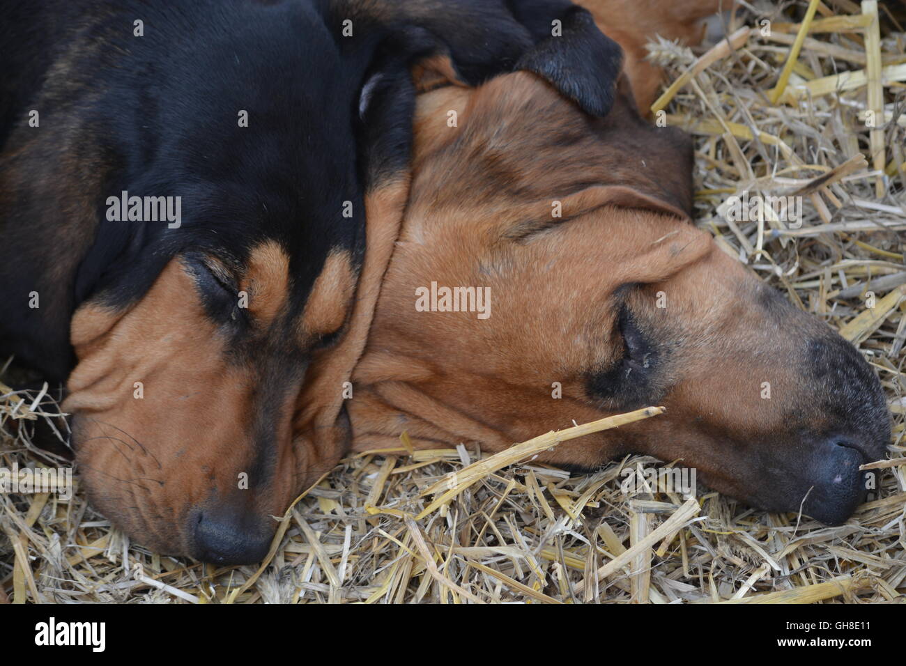 hounds sleeping at the New Forest show Stock Photo