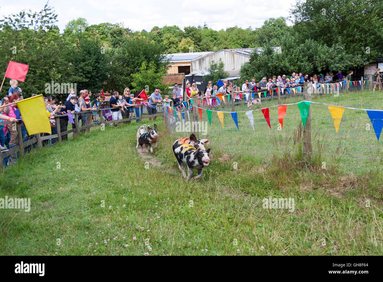 Pig racing hires stock photography and images Alamy