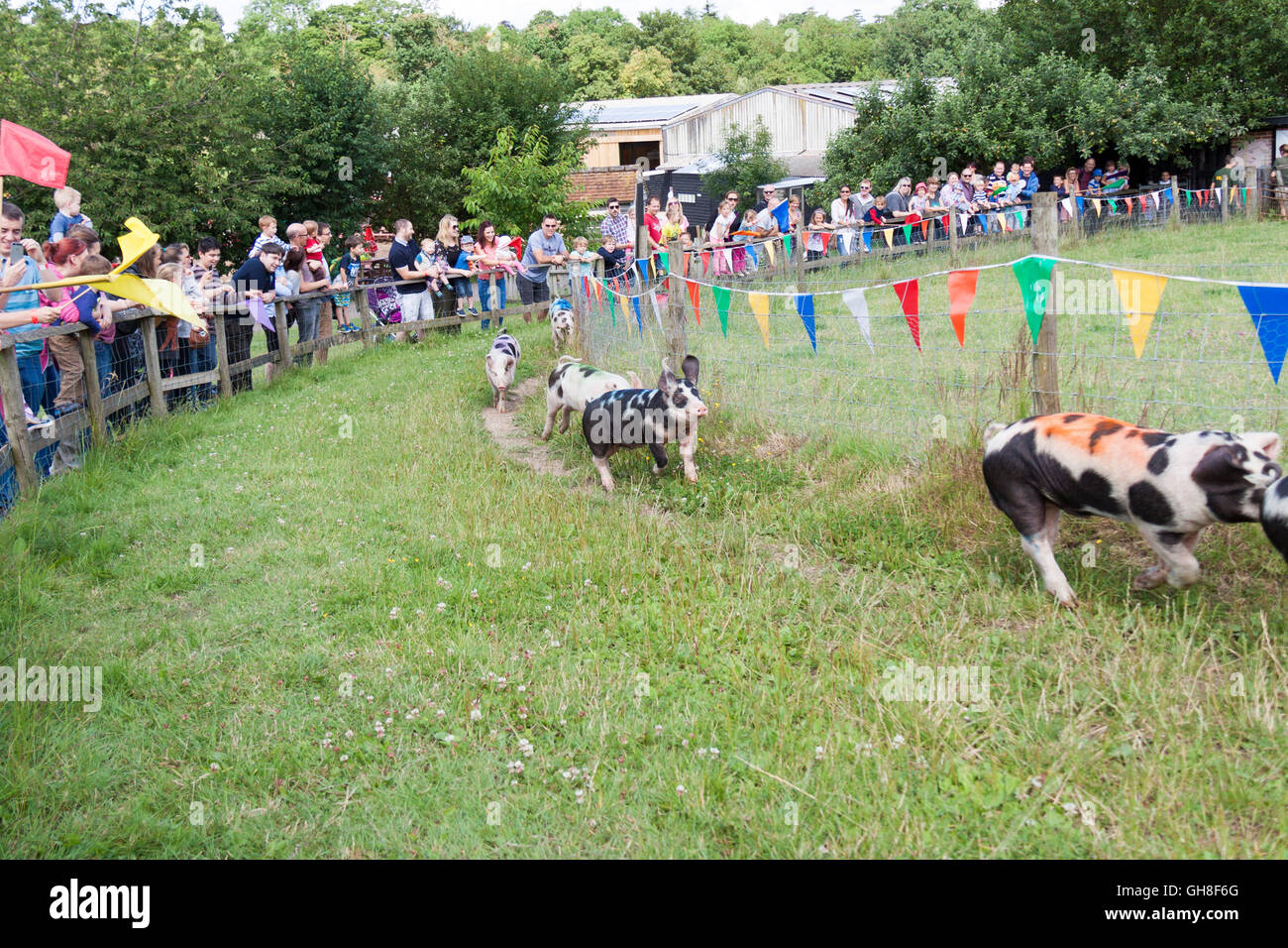A fun sport at Bockett's farm in Surrey in England. The crowds are