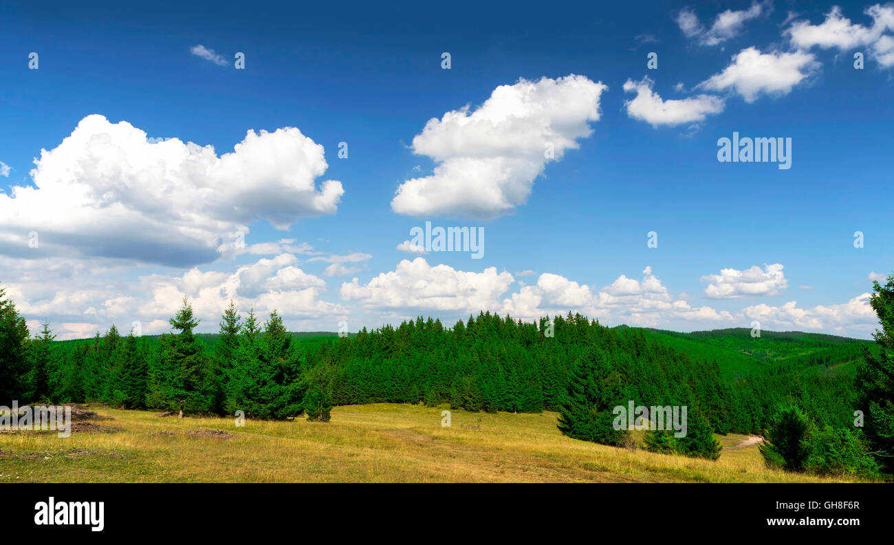 Summer mountain fir tree forest landscape Stock Photo