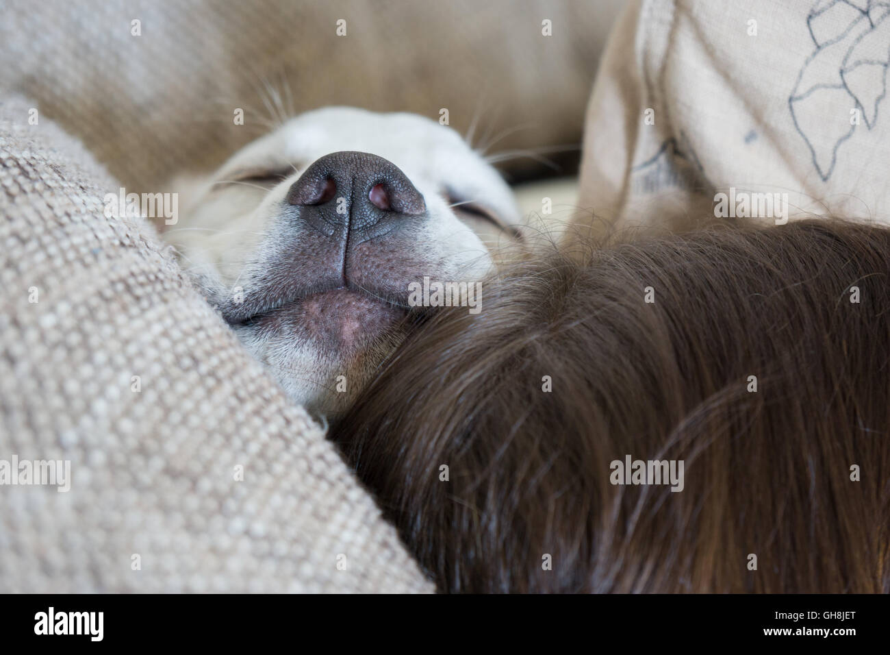Sweet cute Labrador puppy dog sleeping on the couch in his bed withe ...