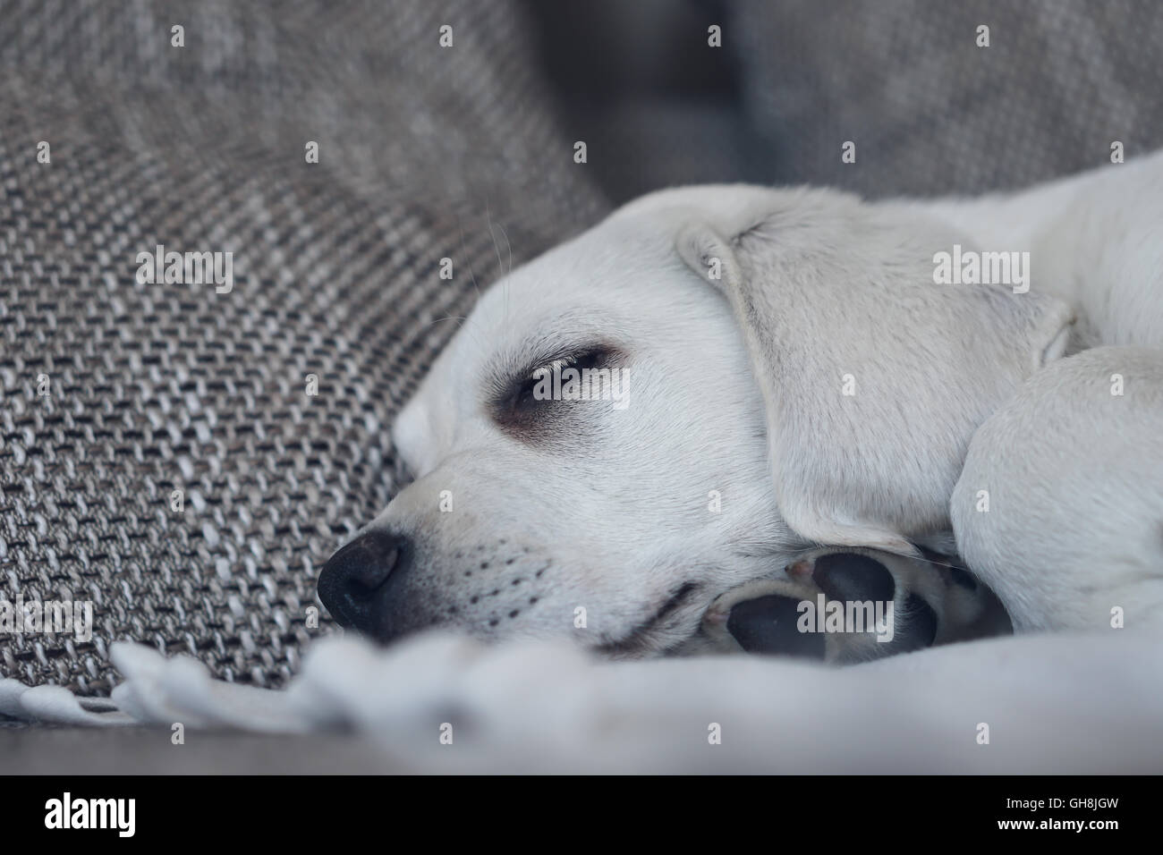 Sweet cute Labrador puppy dog sleeping on the couch in his bed Stock ...