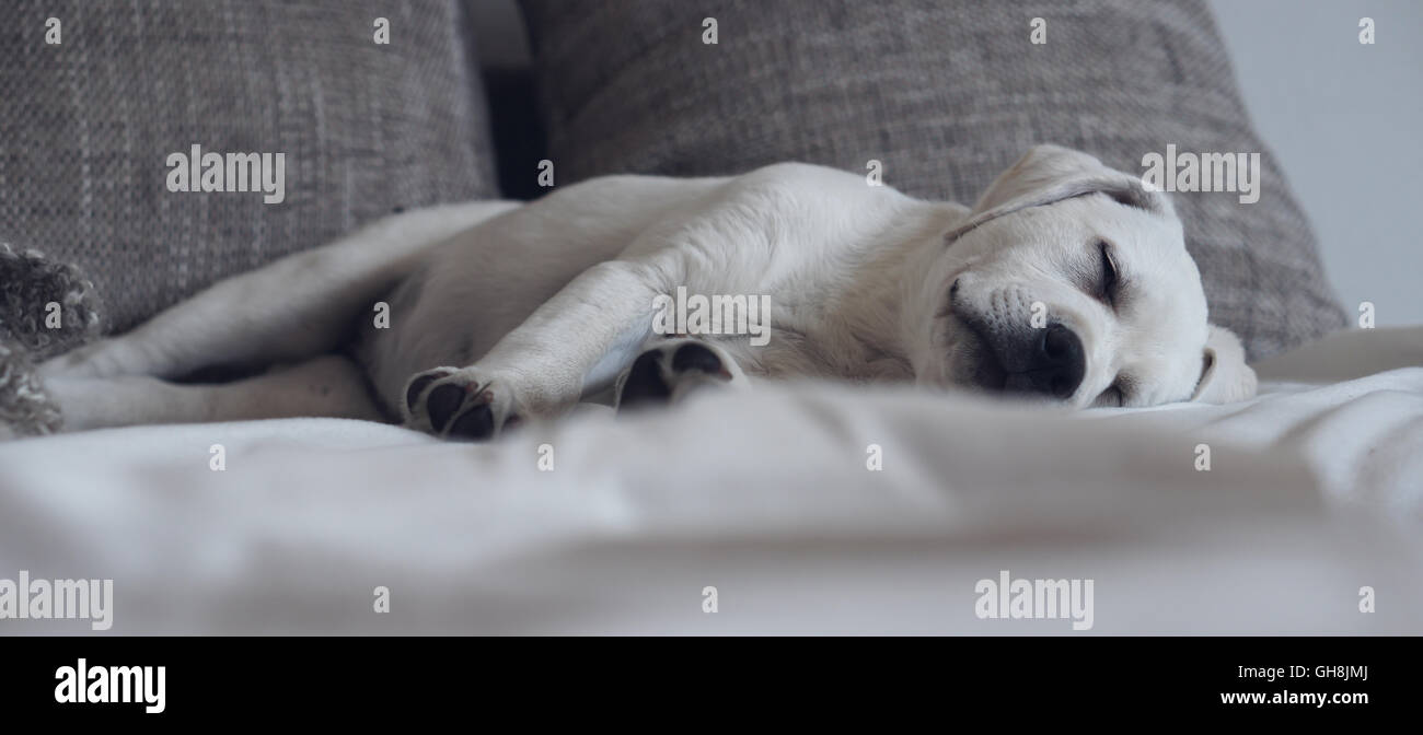 Sweet cute Labrador puppy dog sleeping on the couch in his bed Stock ...