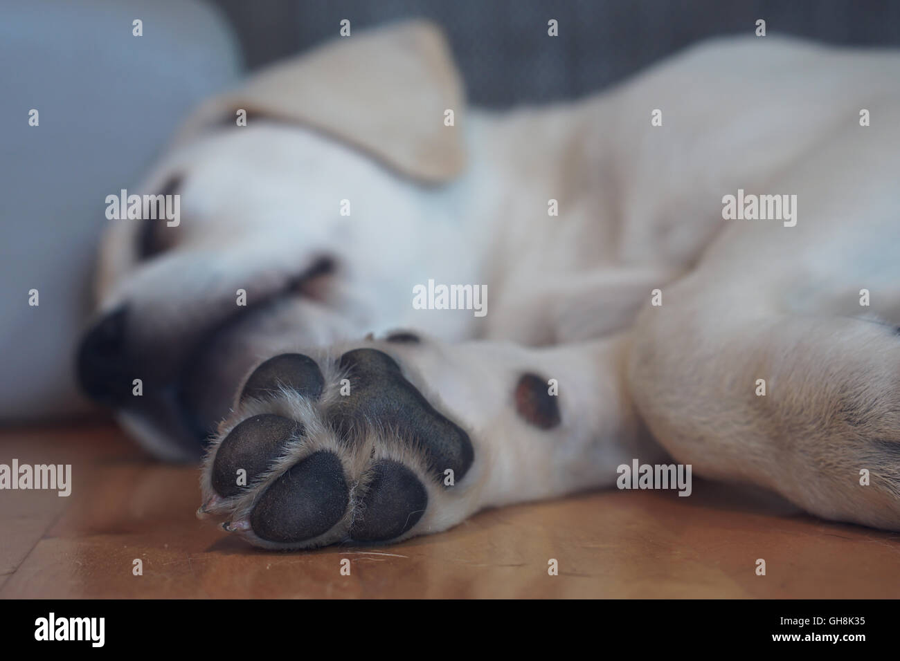 Sleep bed dog hires stock photography and images Alamy