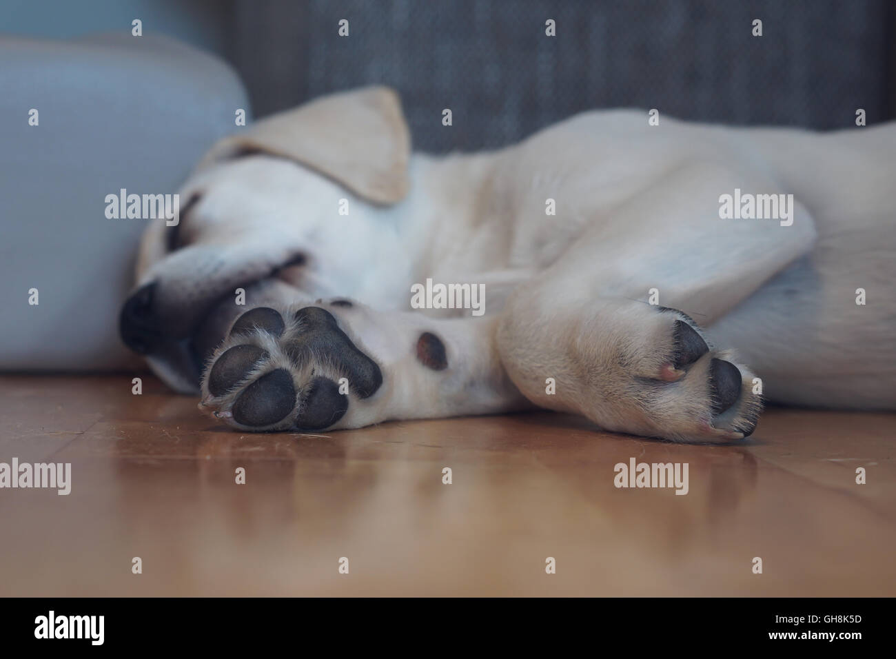 Sweet cute Labrador puppy dog sleeping on the couch in his bed Stock ...