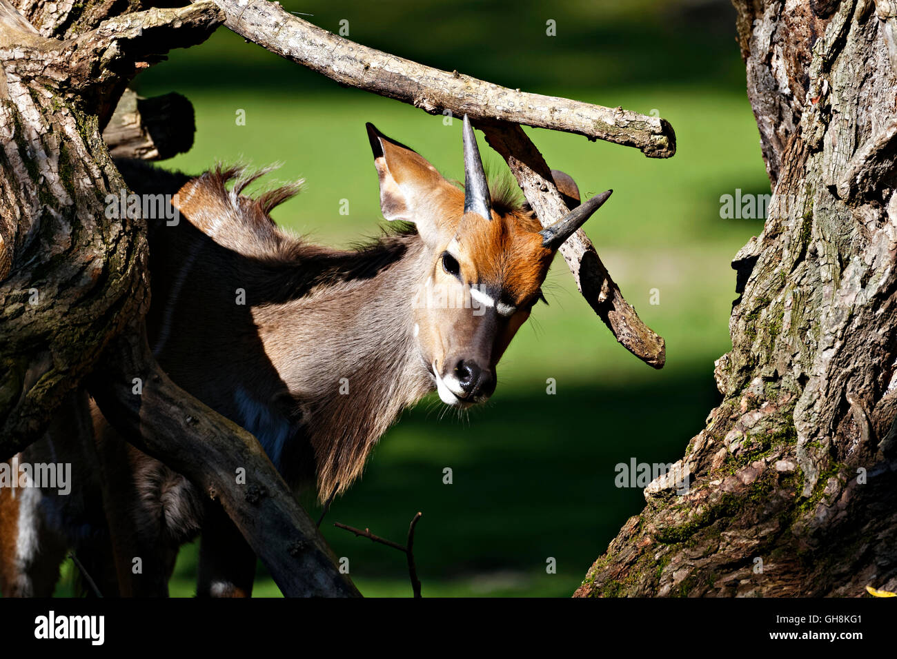 Young male Nyala Antelope (Tragelaphus angasii), Stock Photo
