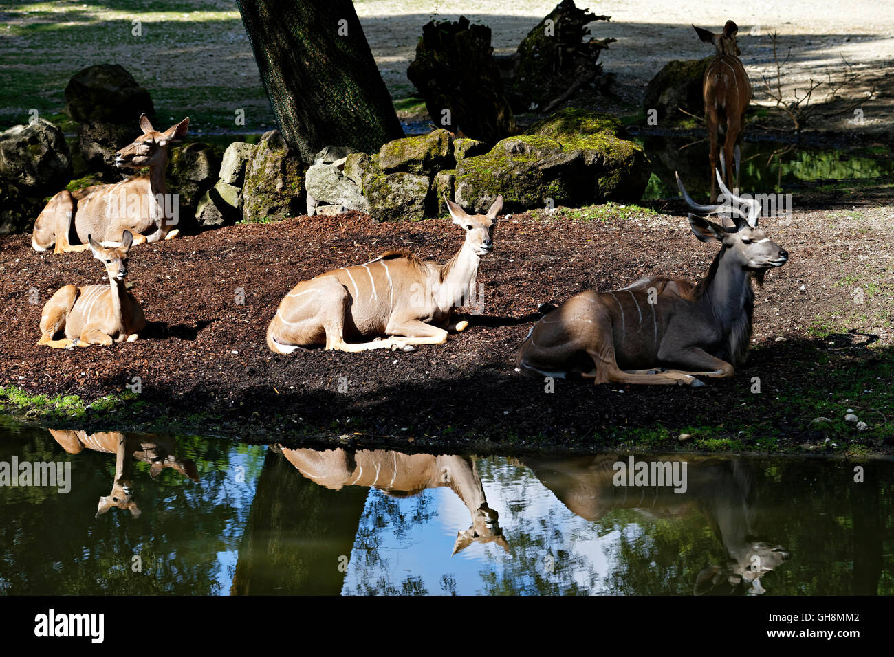 Nyala Antelopes (Tragelaphus angasii), resting alongside waterhole Stock Photo