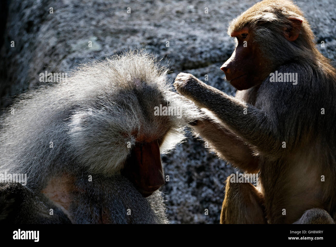 Grooming hamadryas baboons hi-res stock photography and images - Alamy Grooming hamadryas baboons hi-res stock photography and images - Alamy