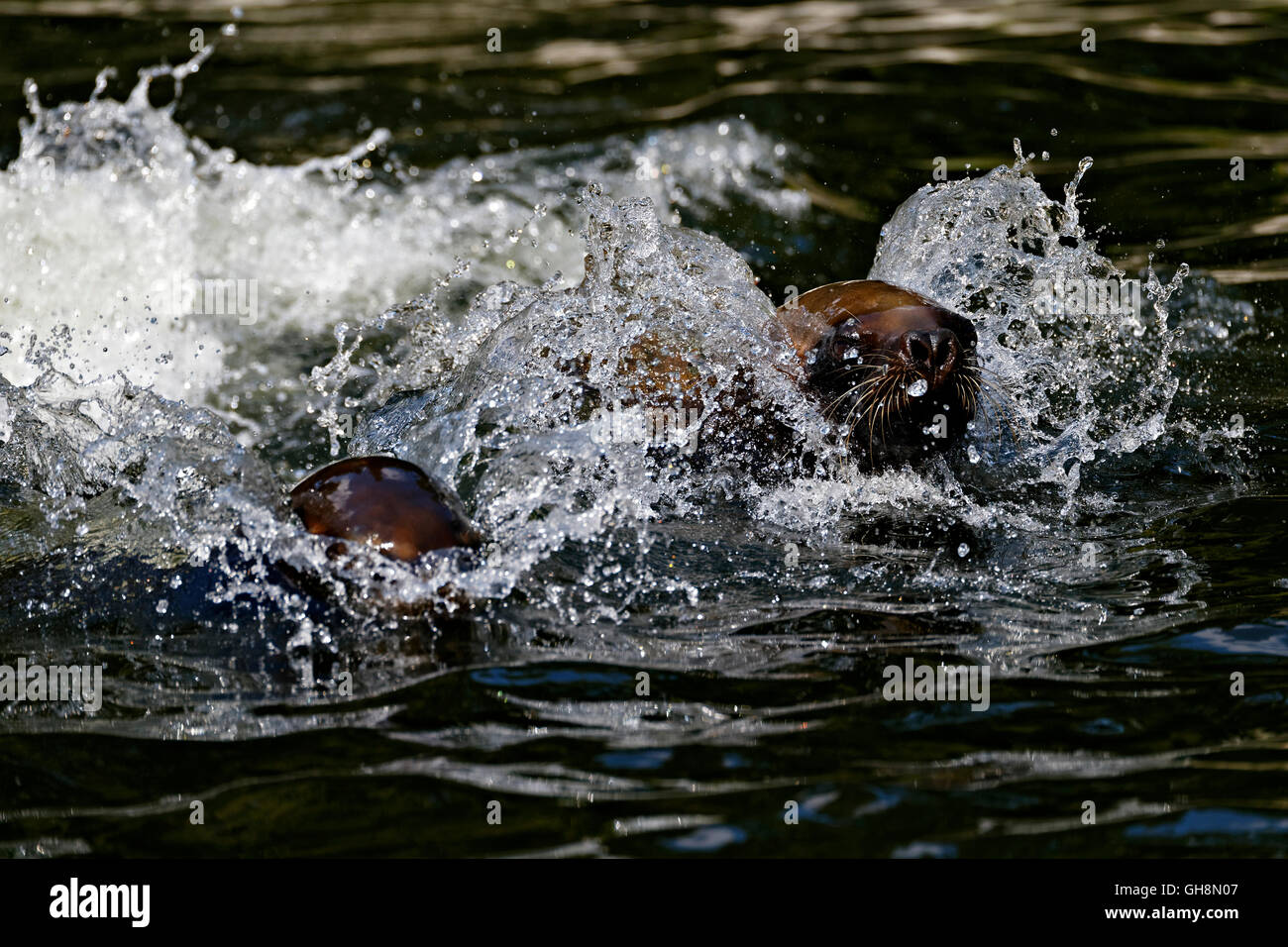 American animal racing hi-res stock photography and images - Alamy