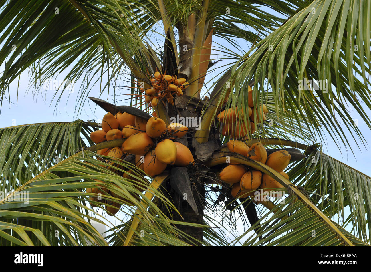 Orange coconuts on palm tree Stock Photo Alamy