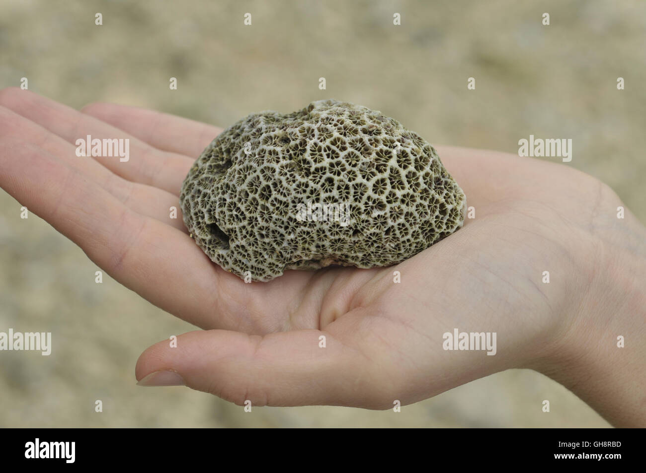 Brain coral in hand Stock Photo