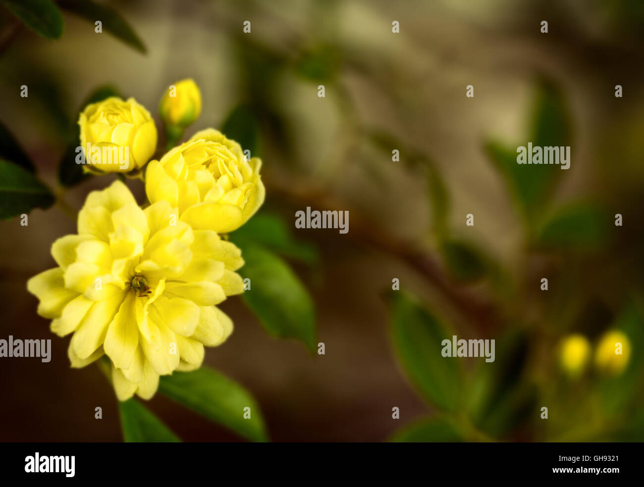 Close up of Yellow Bank's Rose, Rosa banksiae 'Lutea', in rich Flemish
