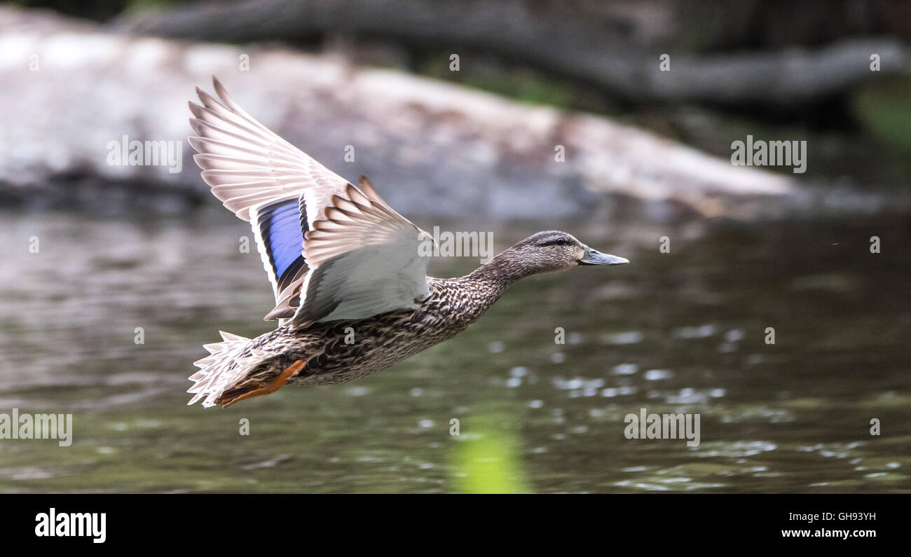 A lone female Mallard duck with wings spread, lands like ducks do, on