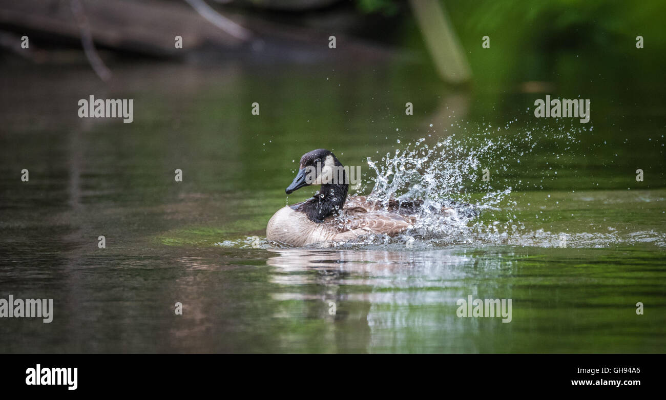 Canada goose loves bathing in his home waters of the Ottawa River Stock Photo