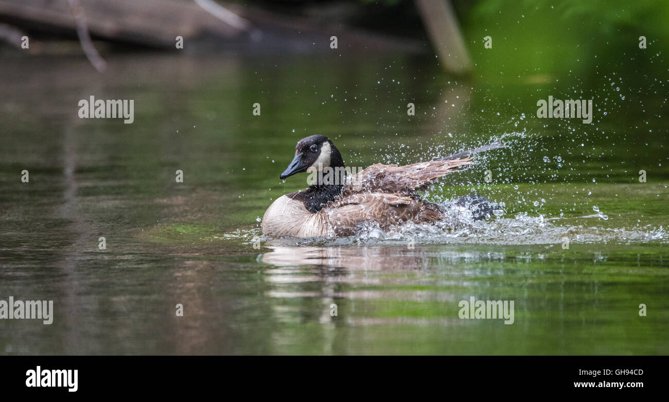 Canada goose loves bathing in his home waters of the Ottawa River Stock Photo