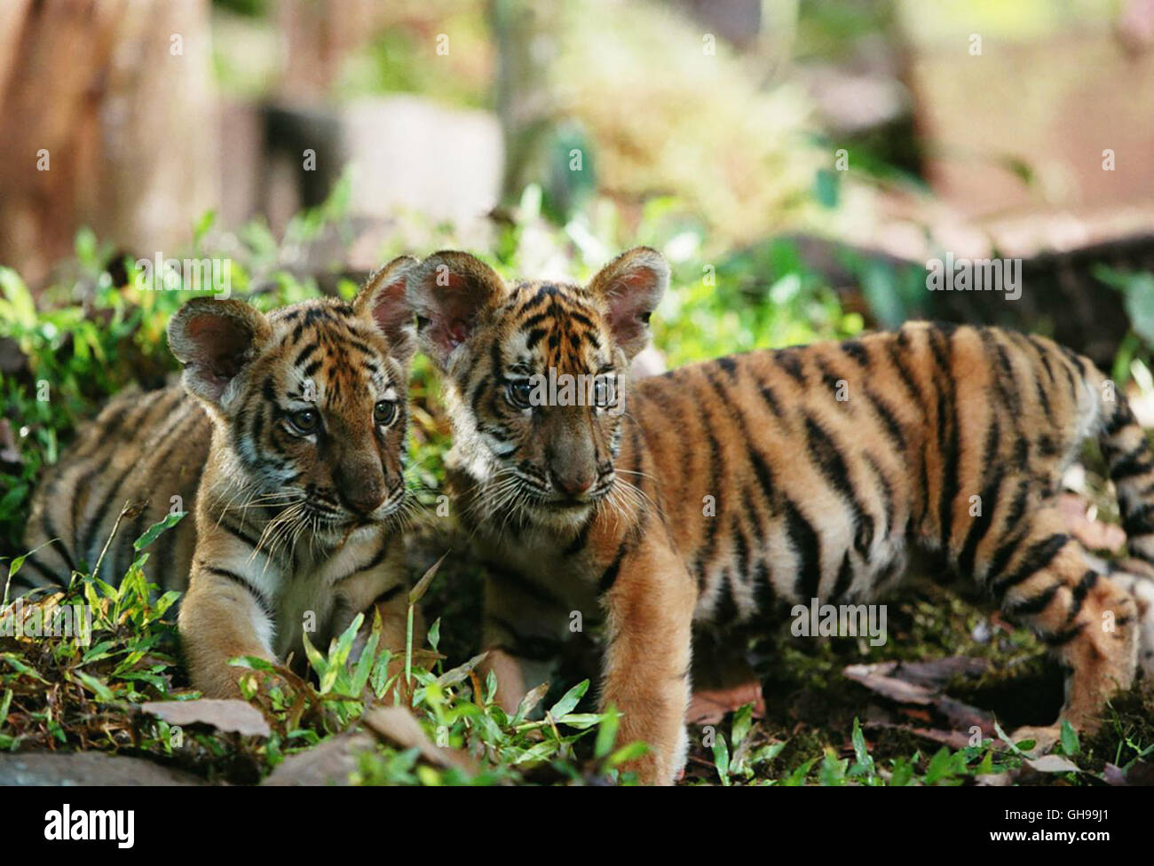 Jean jacques annaud two brothers 2004 hires stock photography and
