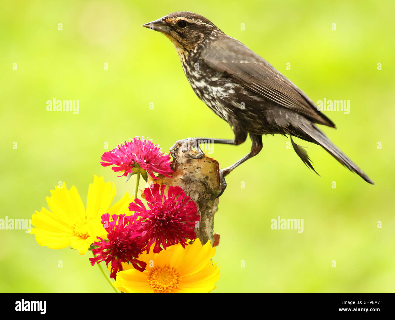 A female Red-winged Blackbird perched among brilliant flowers. Stock Photo