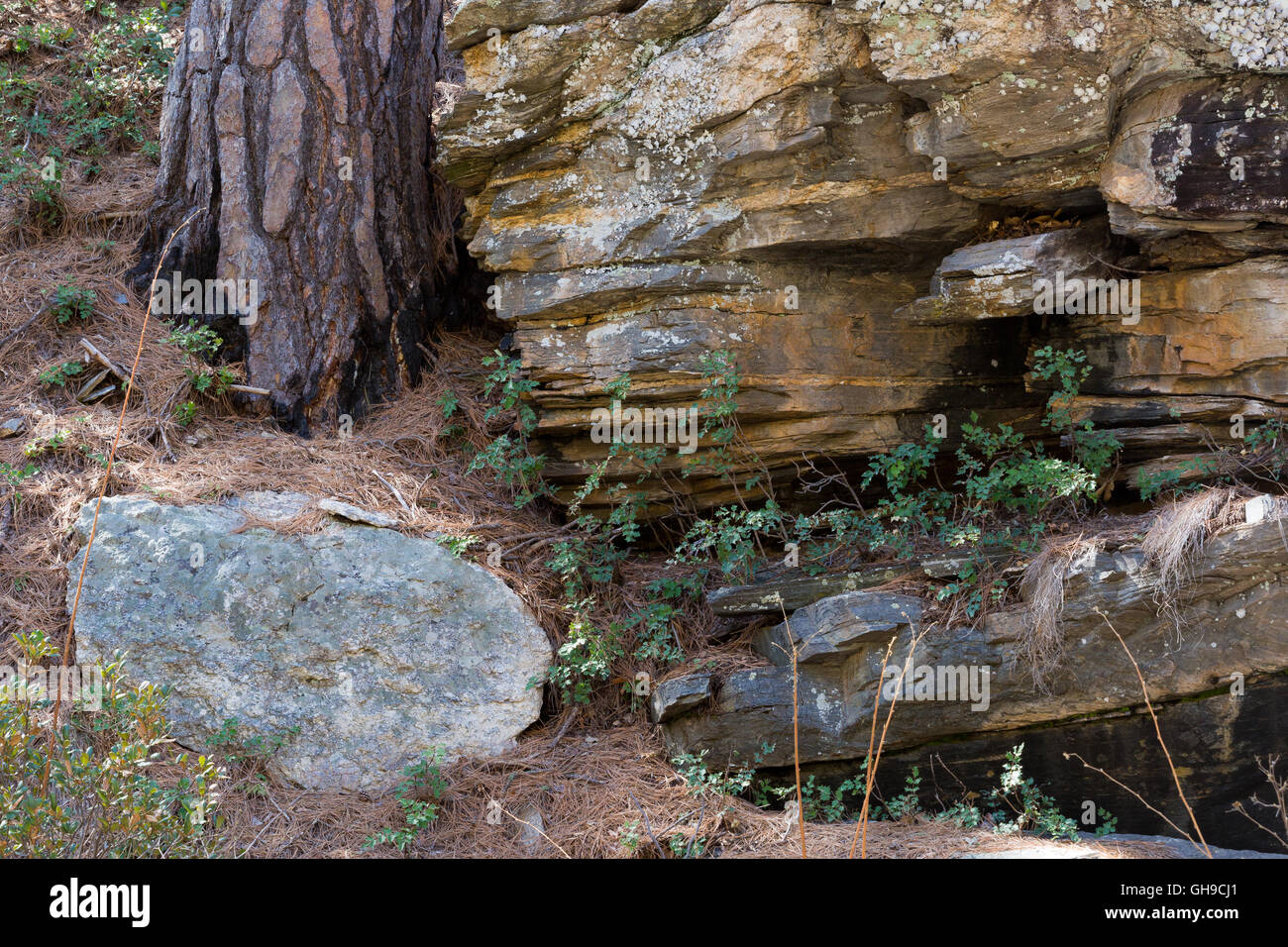 Rocky mountain ponderosa pine hi-res stock photography and images - Alamy