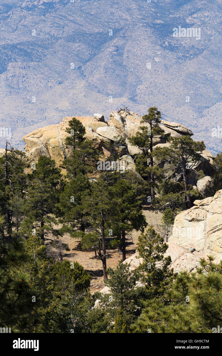 Ponderosa pine trees rocky boulders hi-res stock photography and images ...