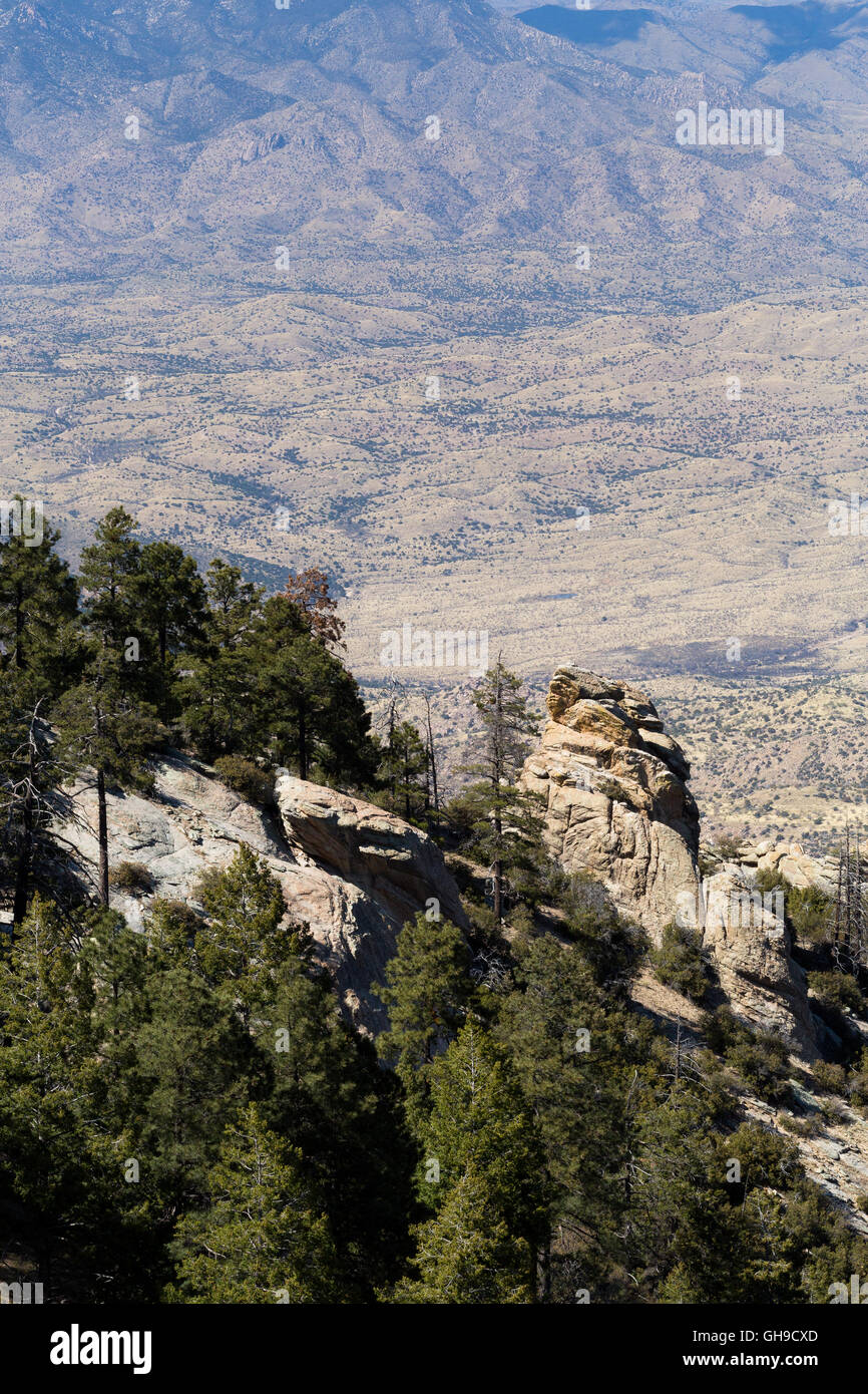 Rocky mountain ponderosa pine hi-res stock photography and images - Alamy