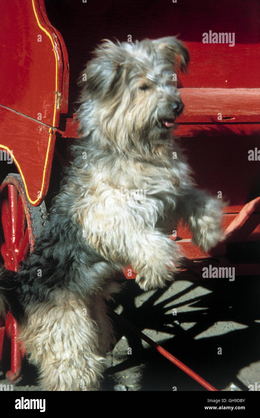 Hund 'Boomer' Film, Fernsehen, Serie, 80er, Hund Regie: M. Caffey, L.  Elikann aka. Here's Boomer Stock Photo - Alamy