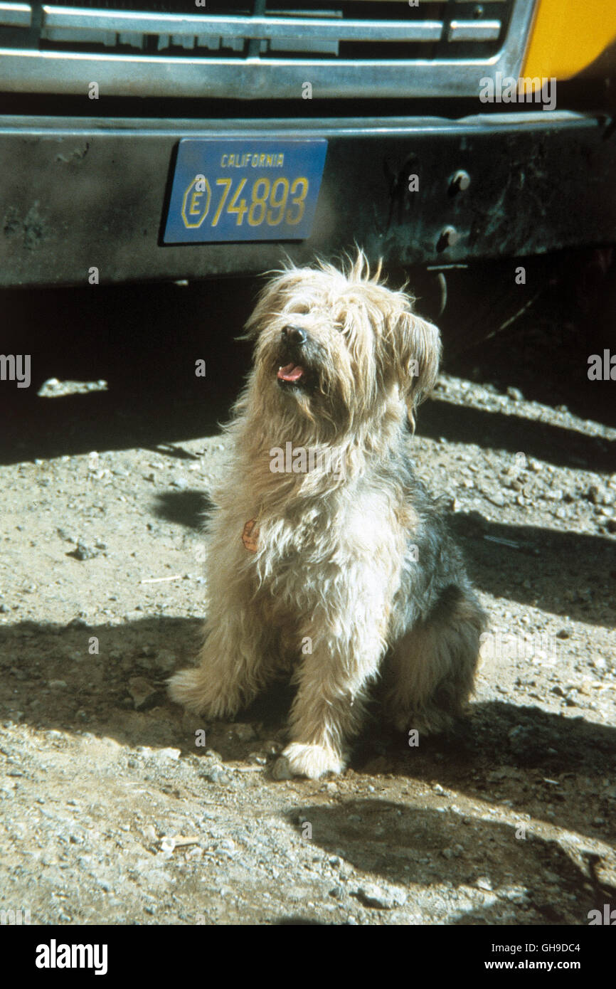 Hund 'Boomer' Film, Fernsehen, Serie, 80er, Hund Regie: M. Caffey, L.  Elikann aka. Here's Boomer Stock Photo - Alamy