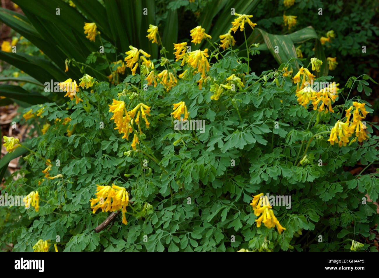 Corydalis lutea Stock Photo