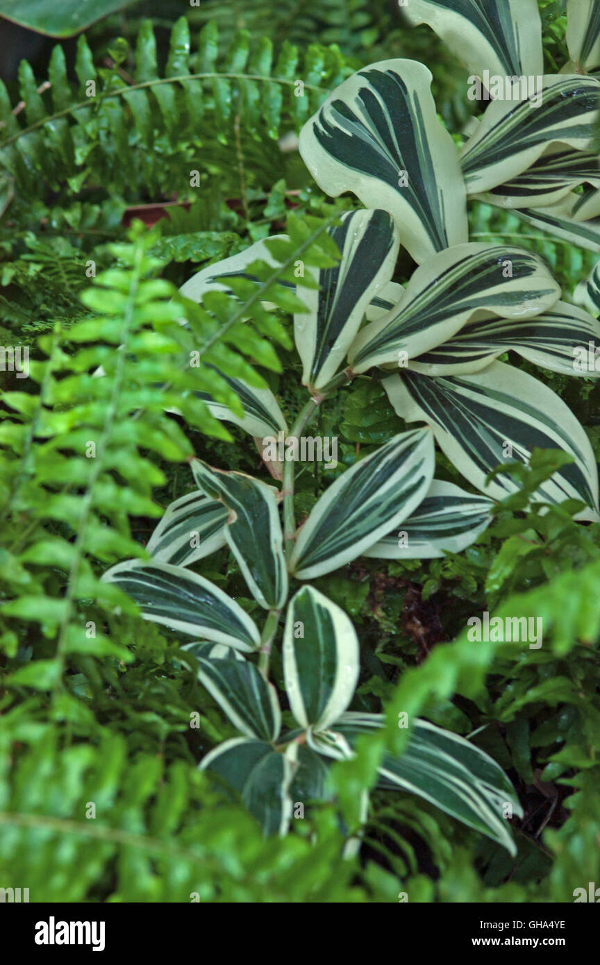 Costus spiralis variegata Stock Photo