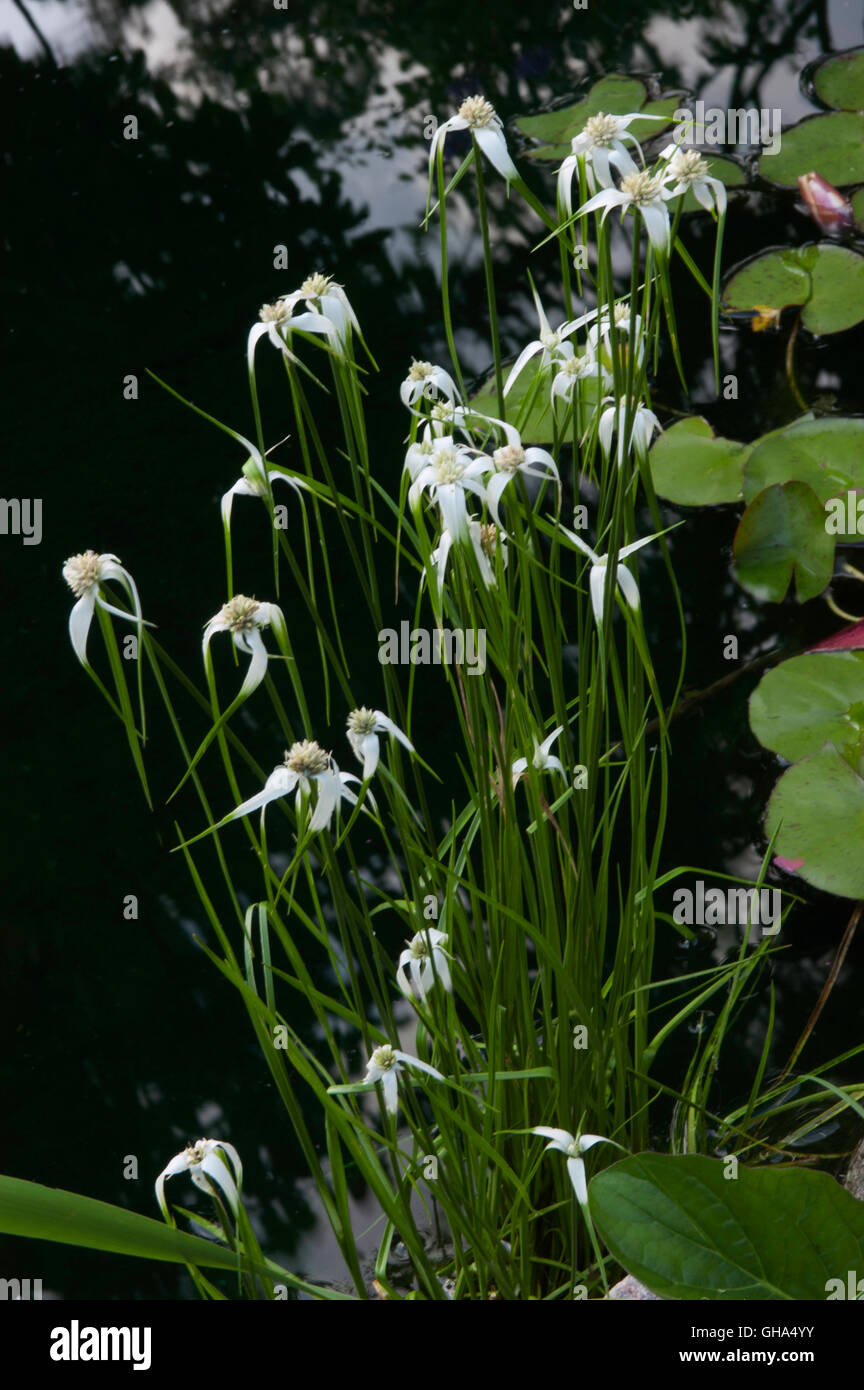Dichromena colorata STAR GRASS Stock Photo