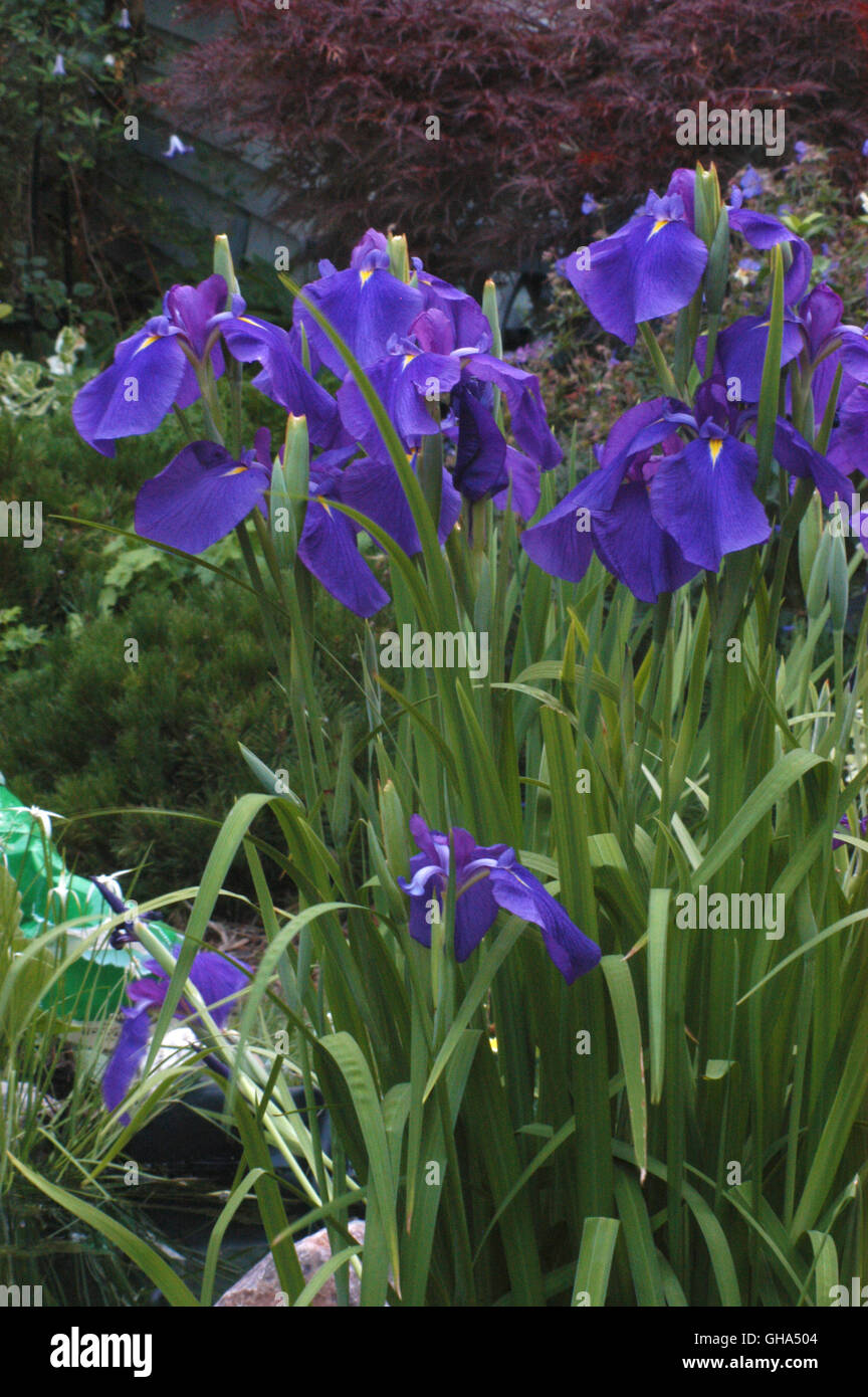 Iris ensata, blue, Japanese Iris Stock Photo