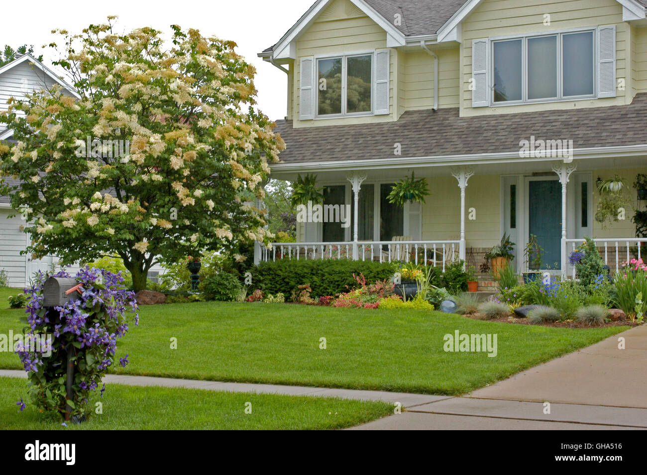 Front yard of house with Syringa reticulata 'Ivory Silk', tree lilac and Clematis durandii on mailbox Stock Photo