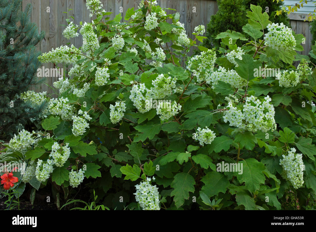 Hydrangea quercifolia, Snowflake, panicle, flower Stock Photo