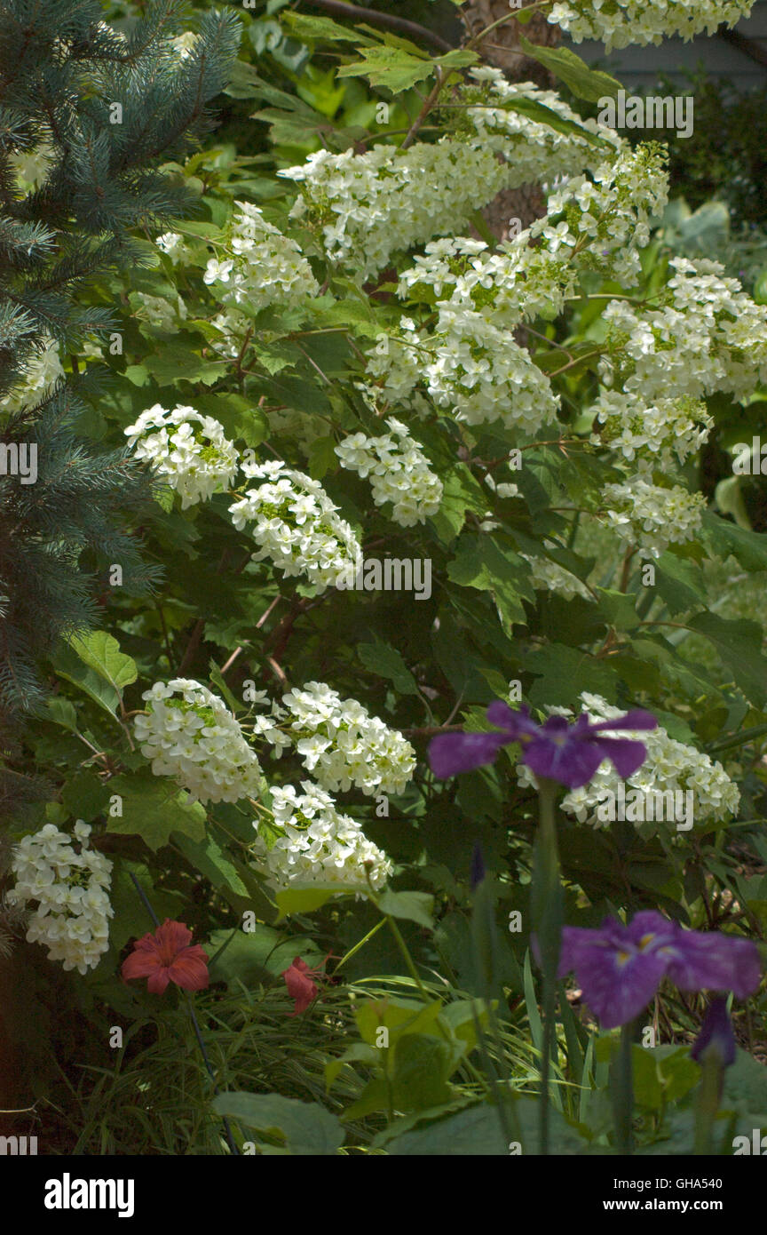 Hydrangea quercifolia, Snowflake, panicle, flower Stock Photo