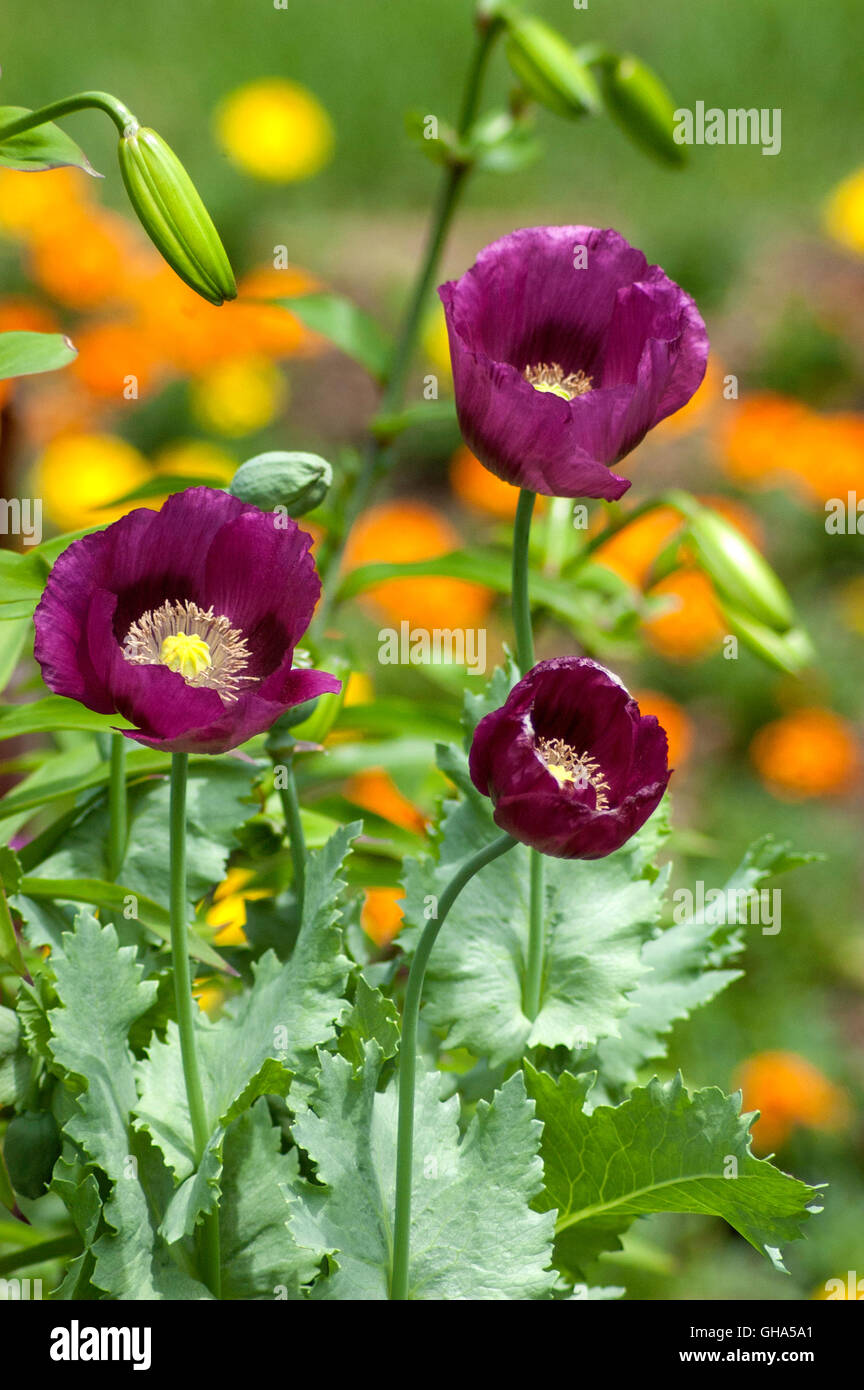 Papaver lauren’s grape hires stock photography and images Alamy
