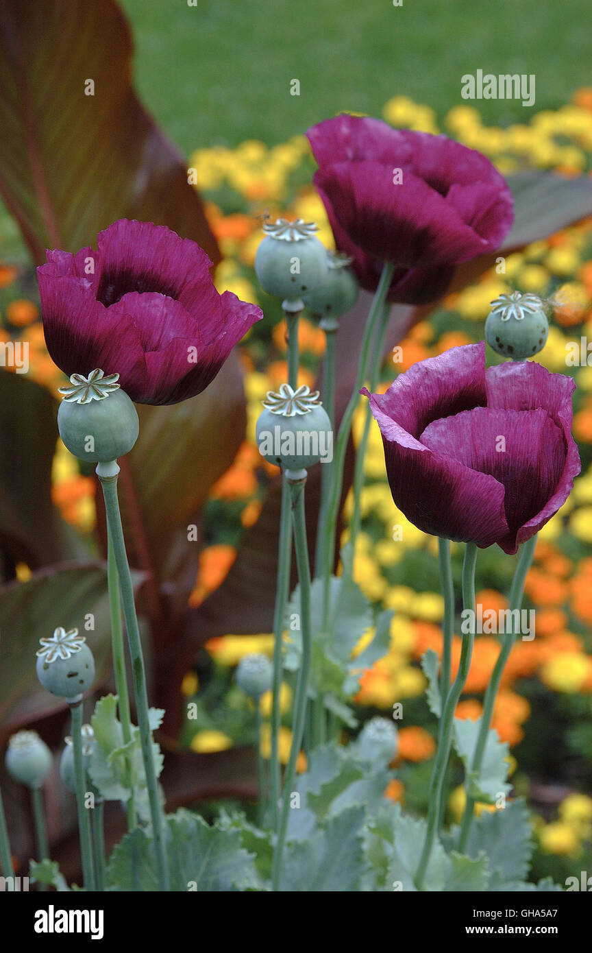 Papaver, Laurens Grape, Bread seed Poppy Stock Photo Alamy