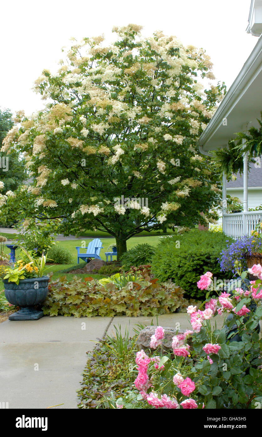 Front yard of house with Syringa reticulata 'Ivory Silk', tree lilac Stock Photo