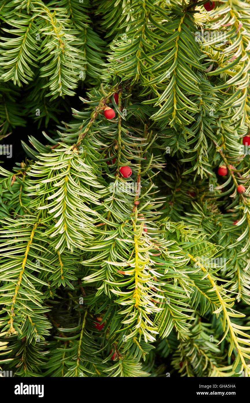 Taxus baccata Watnong Gold , variegated with fruit, berries, Stock Photo