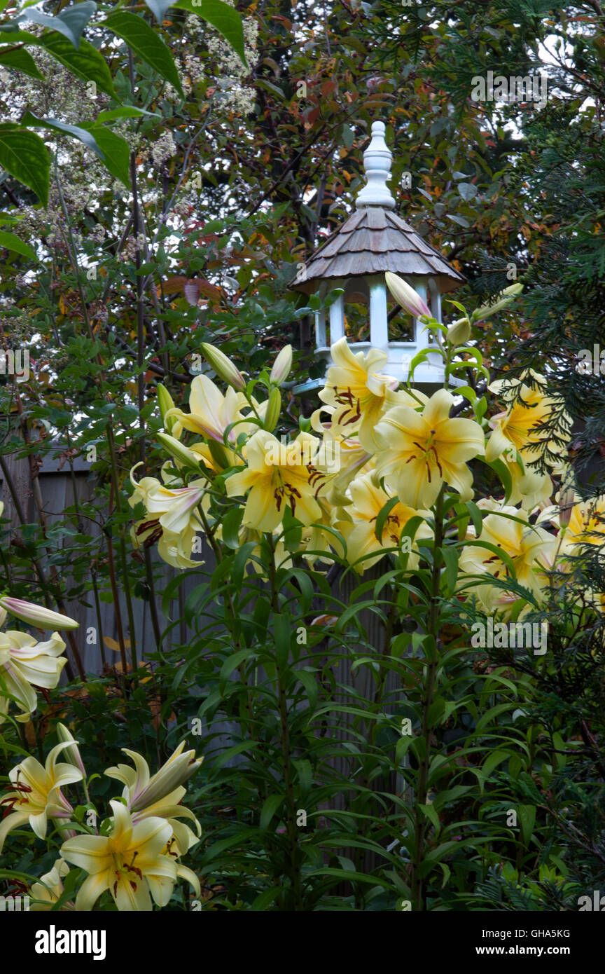 Yellow lilies, Yelloween lily, lilium Stock Photo - Alamy