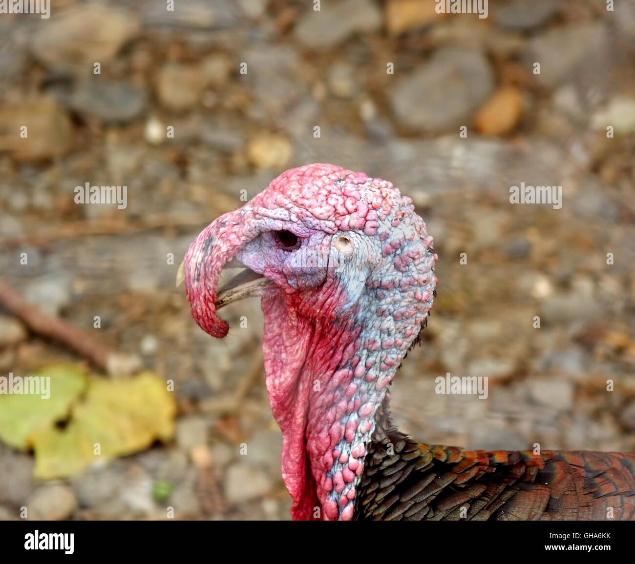 A closeup view of a male turkey with its characteristic wattle Stock Photo