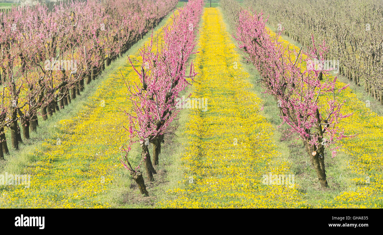 Pink blossoms peach orchard hi-res stock photography and images - Alamy