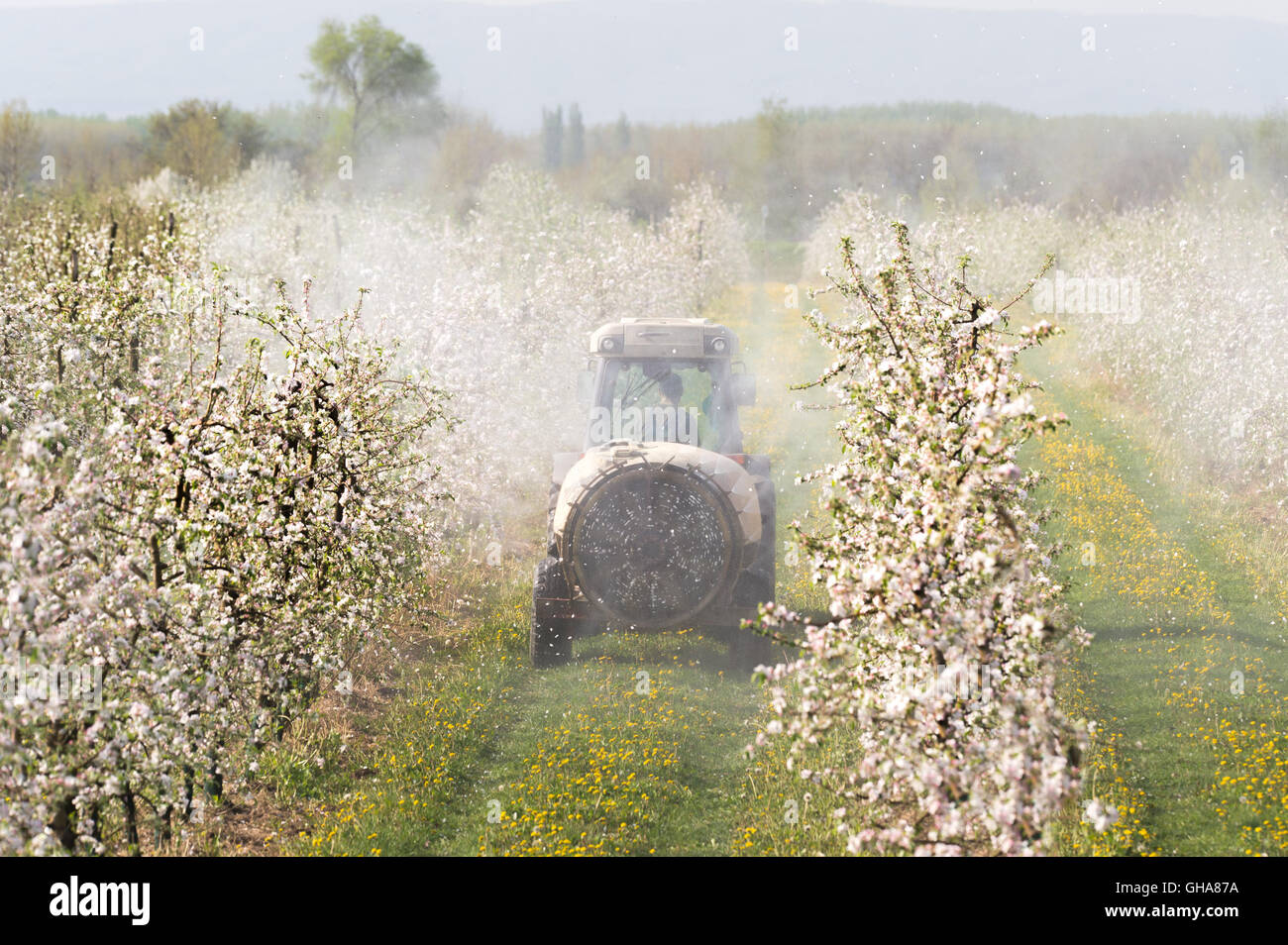 Tractor sprays insecticide in apple orchard Stock Photo