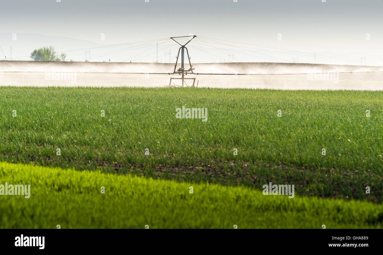 fields of onion with irrigation system Stock Photo